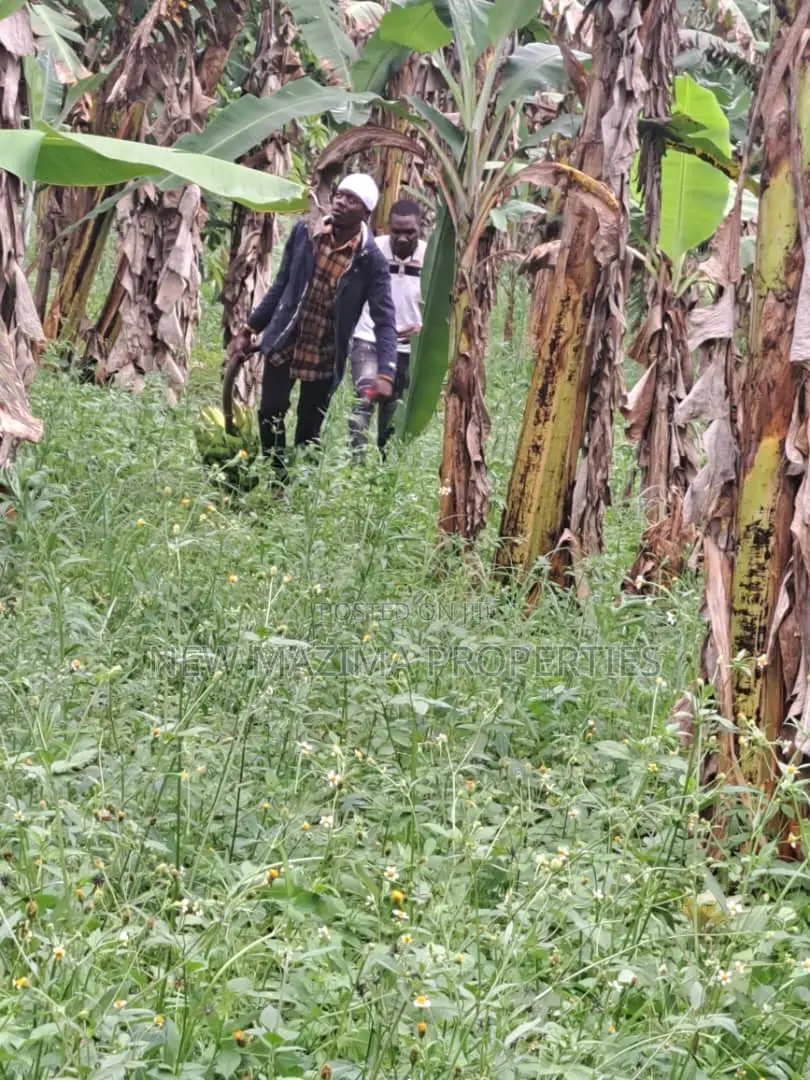 Veryfertile 15acres in Buwalura on Kitalya Rd on Mityaana Rd