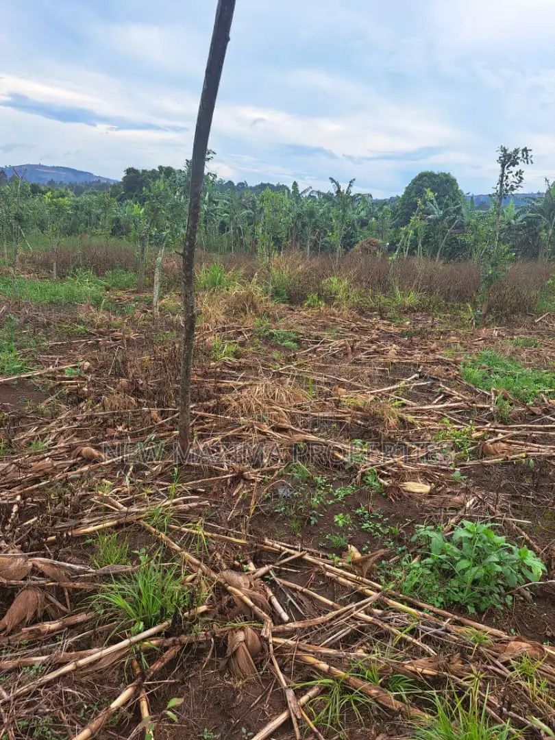 Veryfertile 15acres in Buwalura on Kitalya Rd on Mityaana Rd