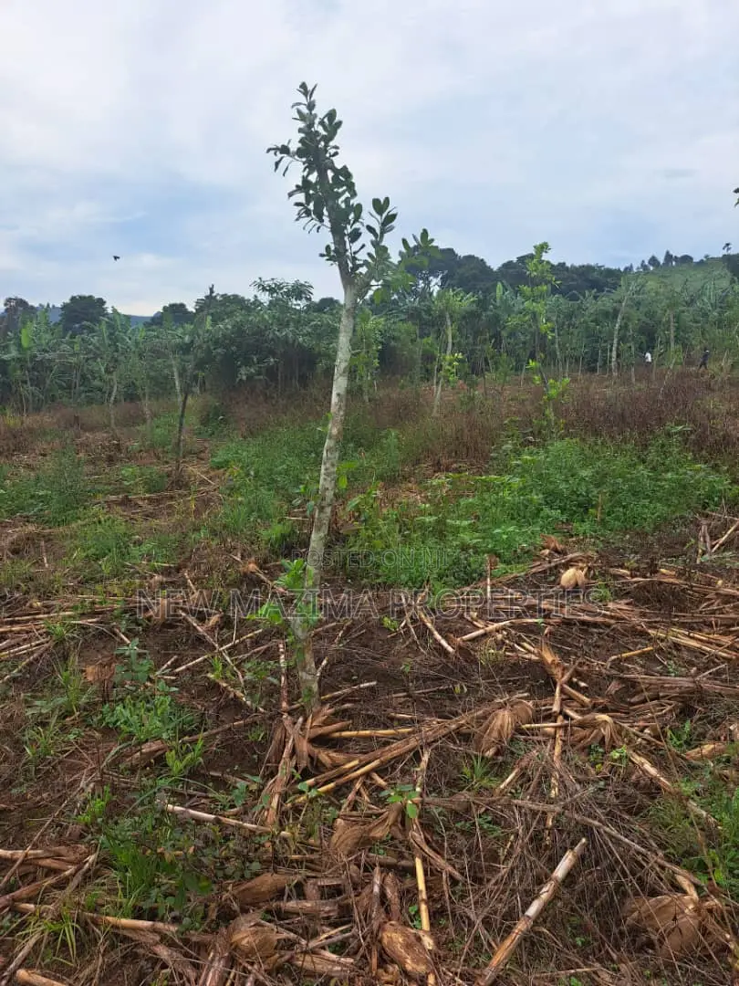 Veryfertile 15acres in Buwalura on Kitalya Rd on Mityaana Rd
