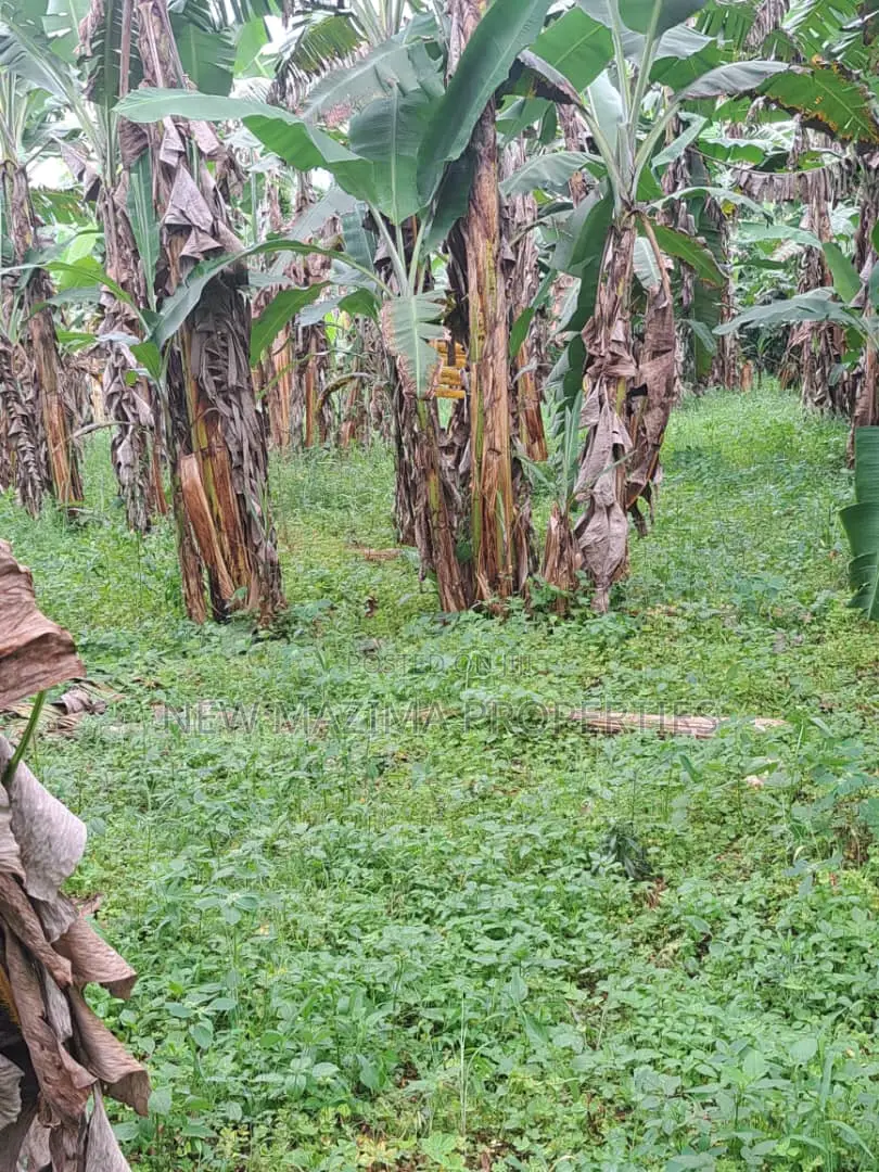 Veryfertile 15acres in Buwalura on Kitalya Rd on Mityaana Rd