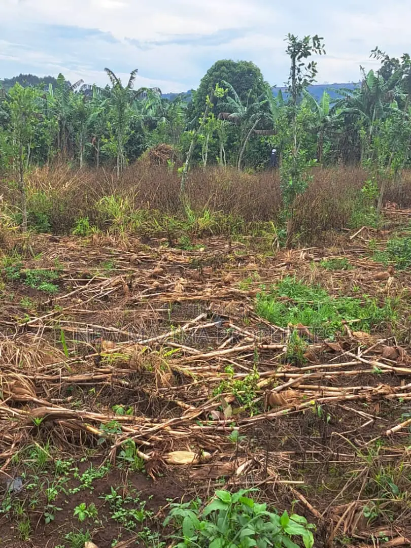 Veryfertile 15acres in Buwalura on Kitalya Rd on Mityaana Rd
