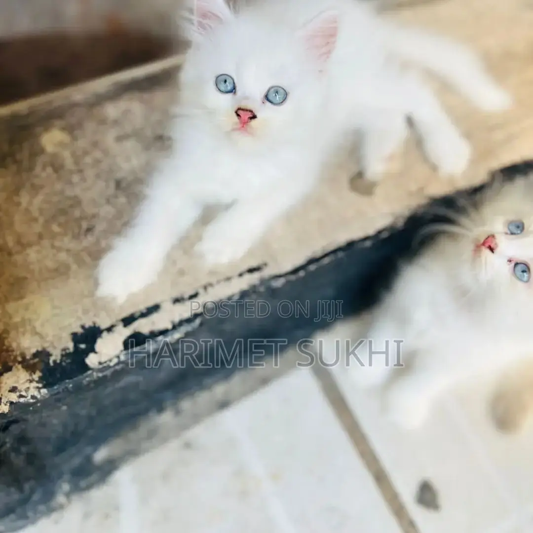 1-3 months Male Purebred Persian