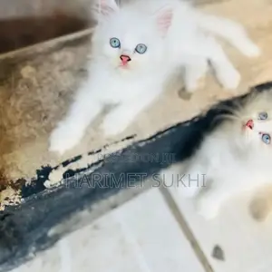 1-3 months Male Purebred Persian