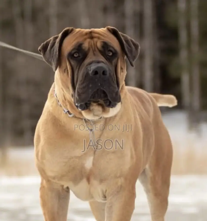 1+ year Male Purebred Boerboel