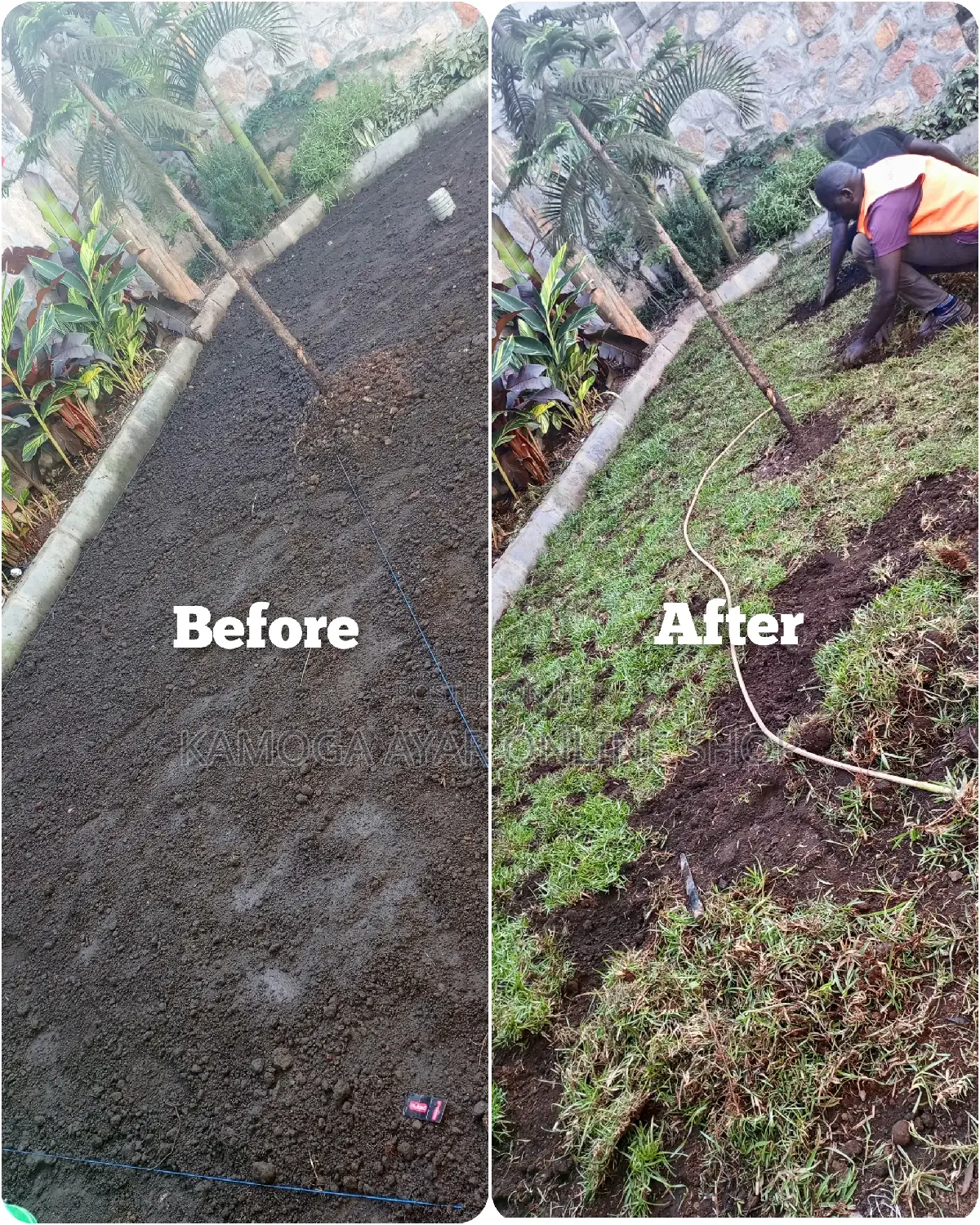 Natural Paspulam Grass/Hybrid Garden Grass