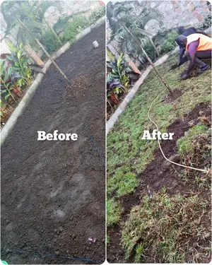 Natural Paspulam Grass/Hybrid Garden Grass