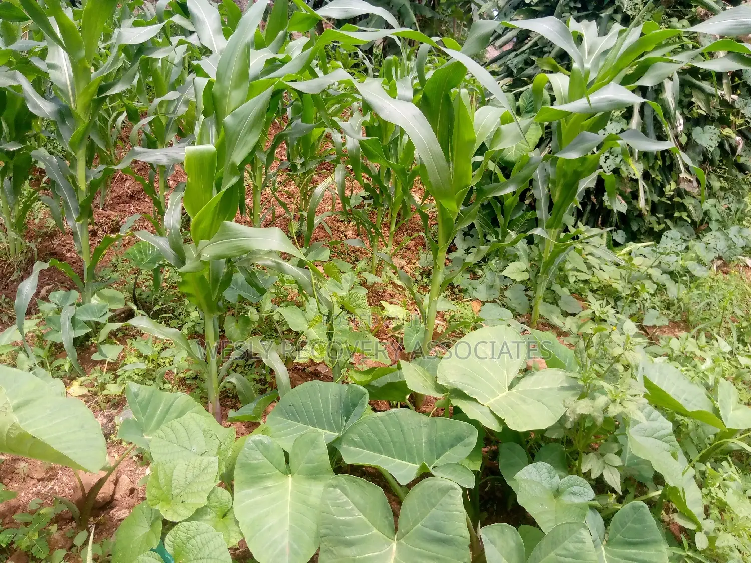 Plots for Sale in Mukono Namataba