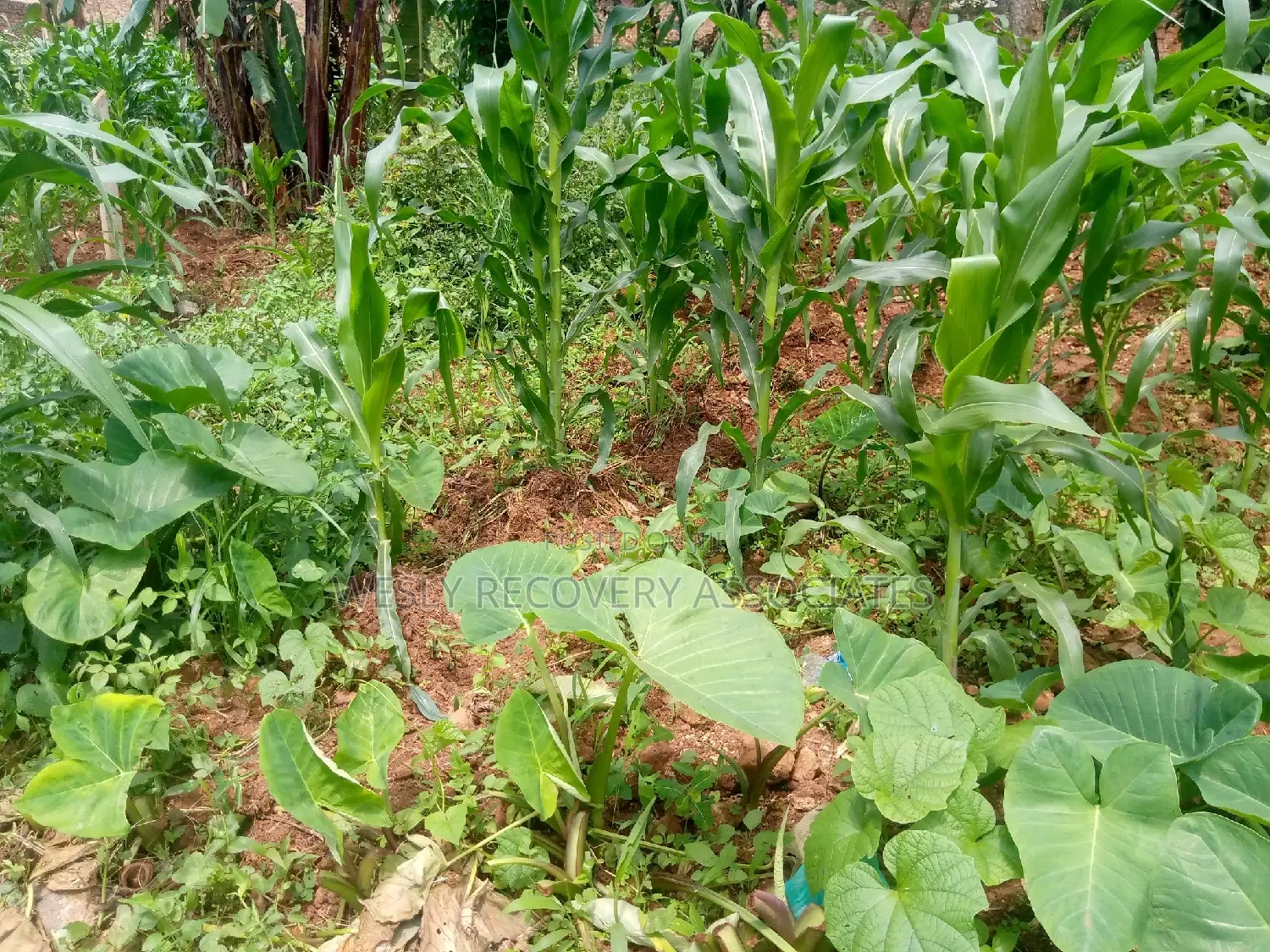 Plots for Sale in Mukono Namataba