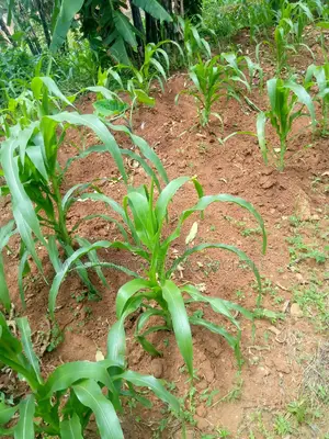 Plots for Sale in Mukono Namataba