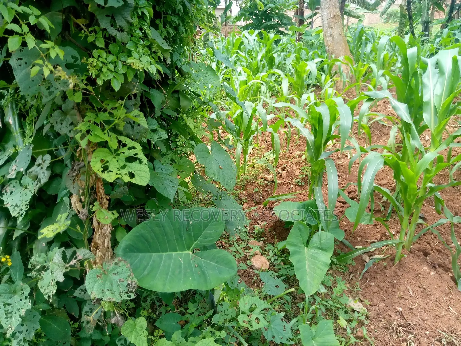 Plots for Sale in Mukono Namataba