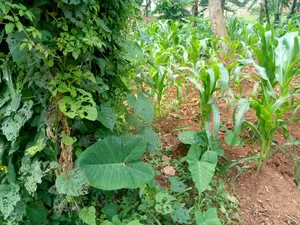 Plots for Sale in Mukono Namataba