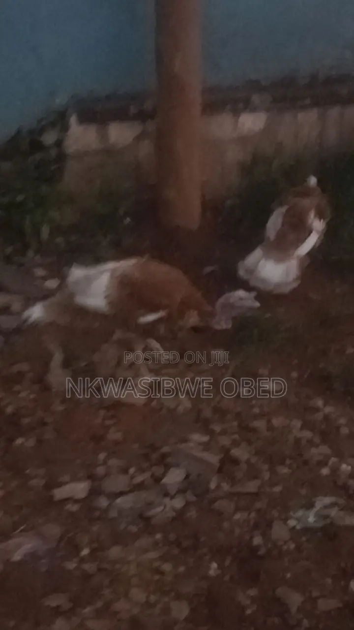 Mature Red Bourbon Turkeys Pair