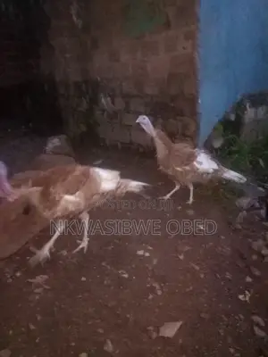Mature Red Bourbon Turkeys Pair