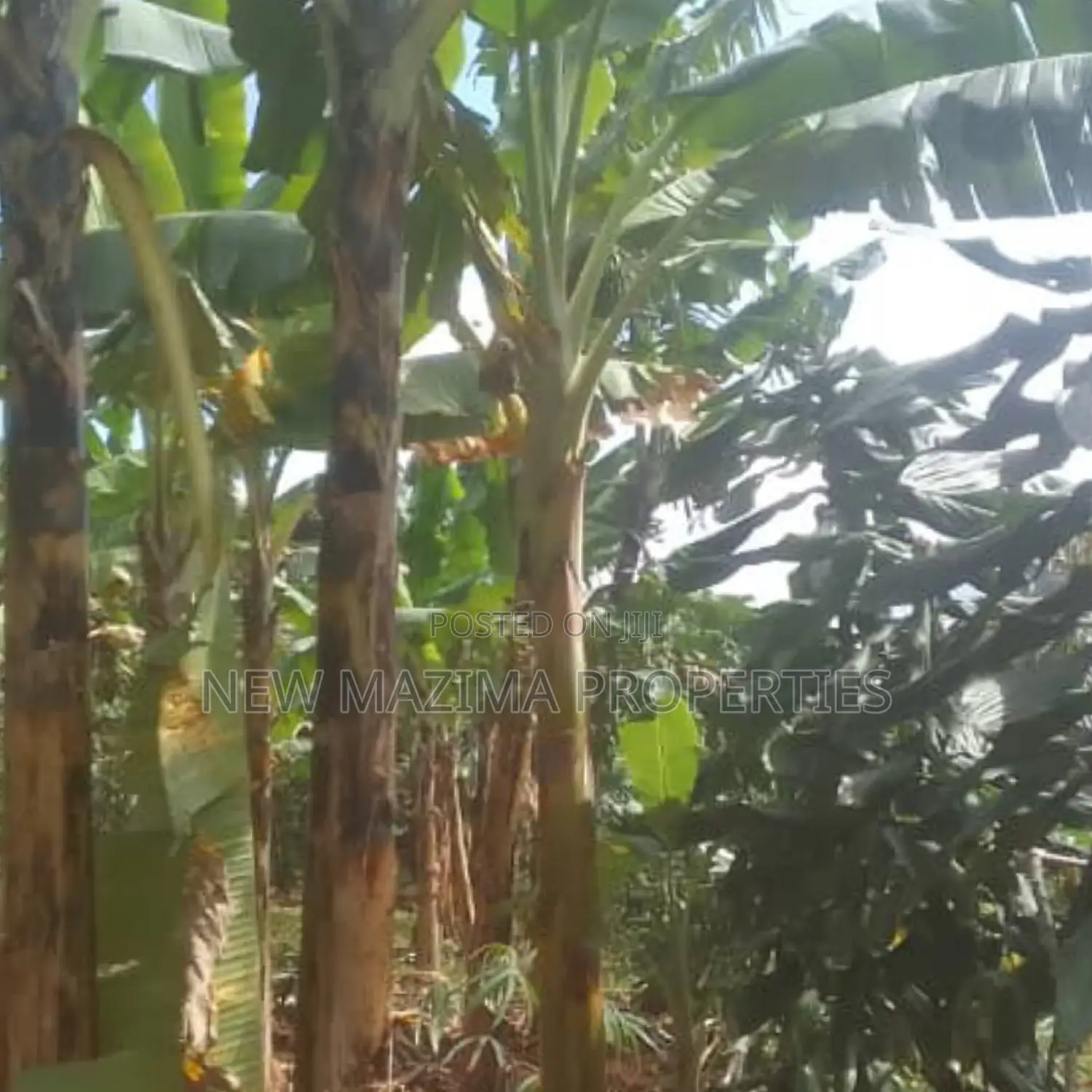 Very Beautiful Plot Ready Private Title Katende Masaka Rd