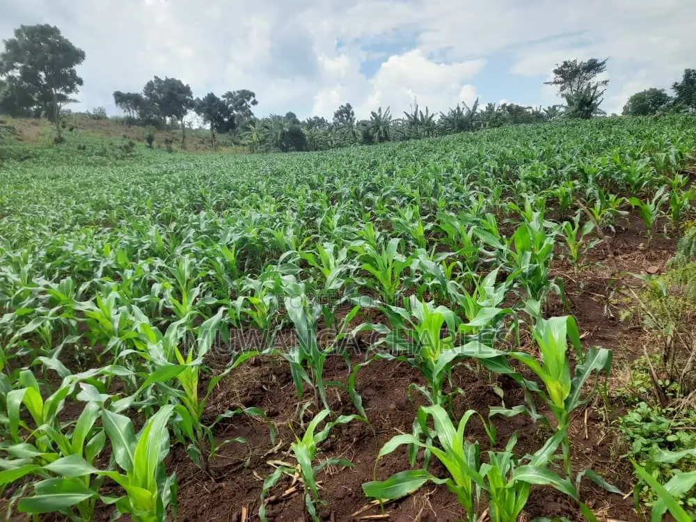 2acres of Land for Sale in Nakaseke