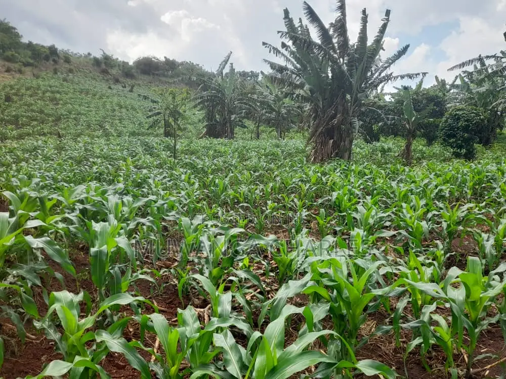 2acres of Land for Sale in Nakaseke