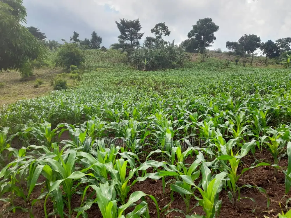 2acres of Land for Sale in Nakaseke