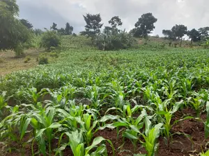 2acres of Land for Sale in Nakaseke