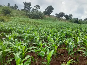 2acres of Land for Sale in Nakaseke