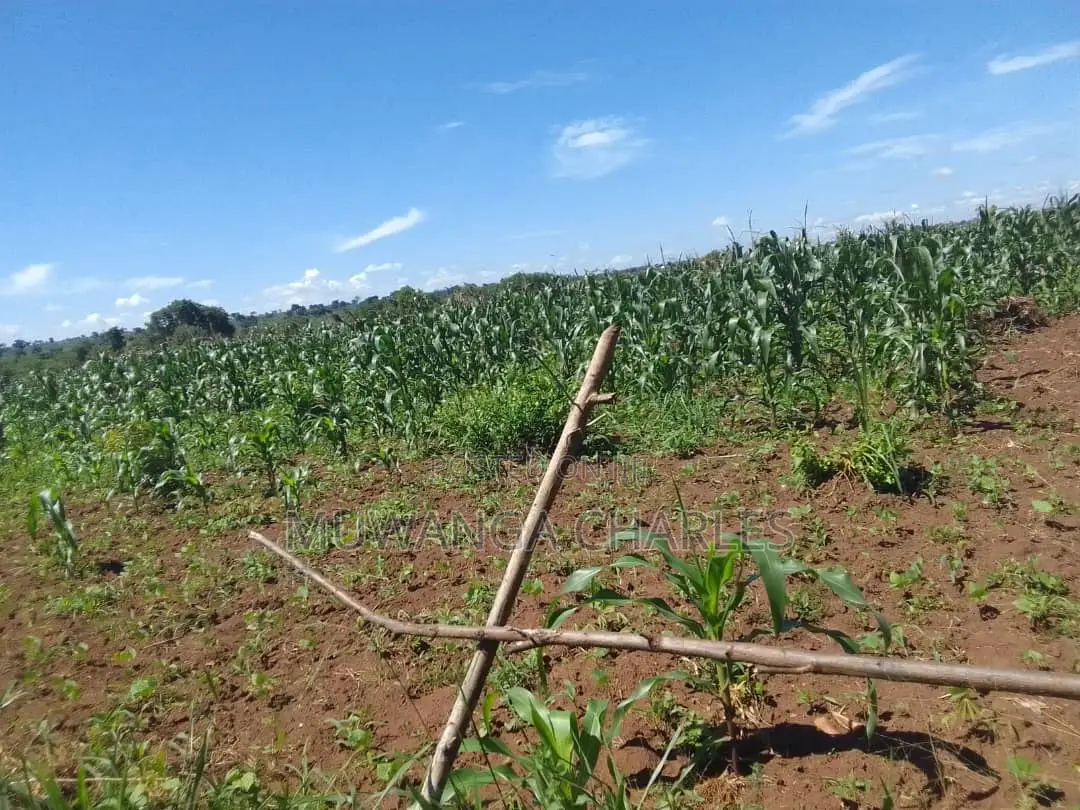 5acres of Land for Sale in Buwambo
