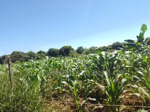 5acres of Land for Sale in Buwambo