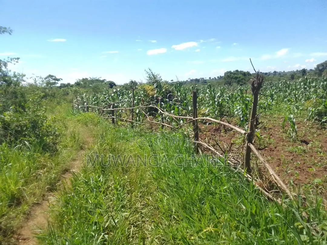 5acres of Land for Sale in Buwambo
