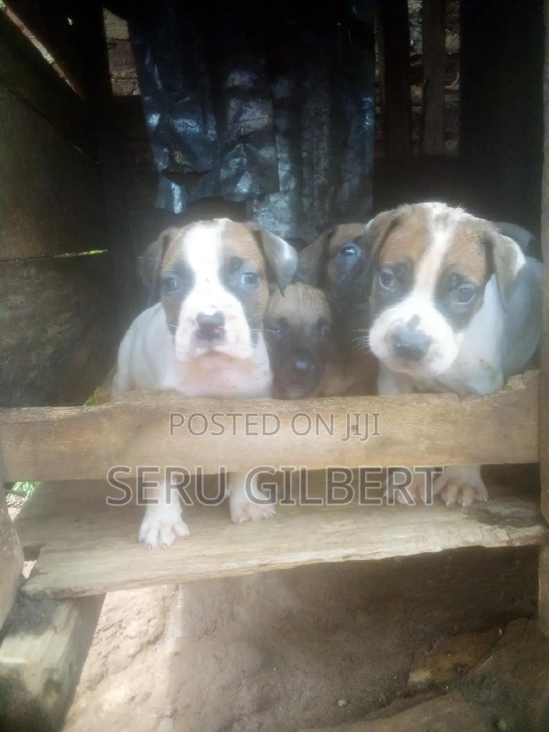 1-3 months Male Purebred Boerboel