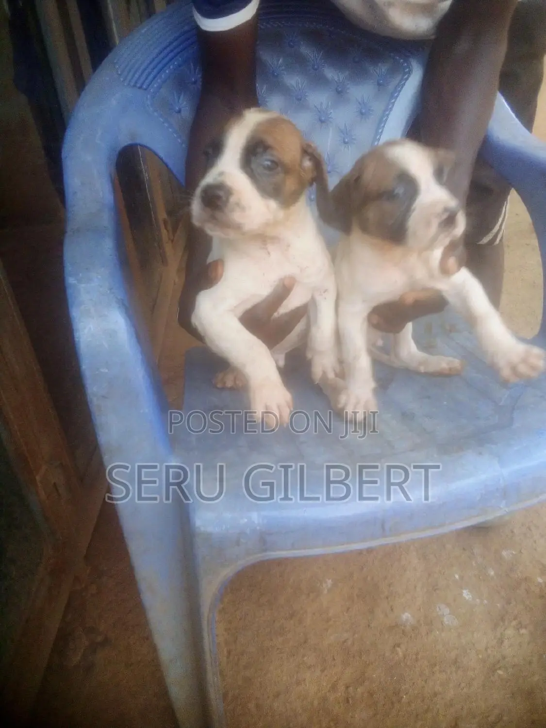1-3 months Male Purebred Boerboel