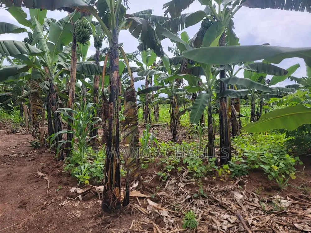 Plot's for Sale in Kira