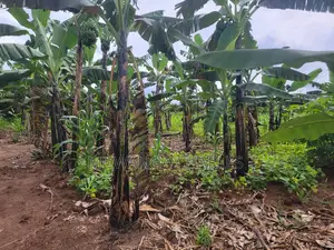 Plot's for Sale in Kira