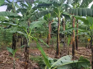 Plot's for Sale in Kira