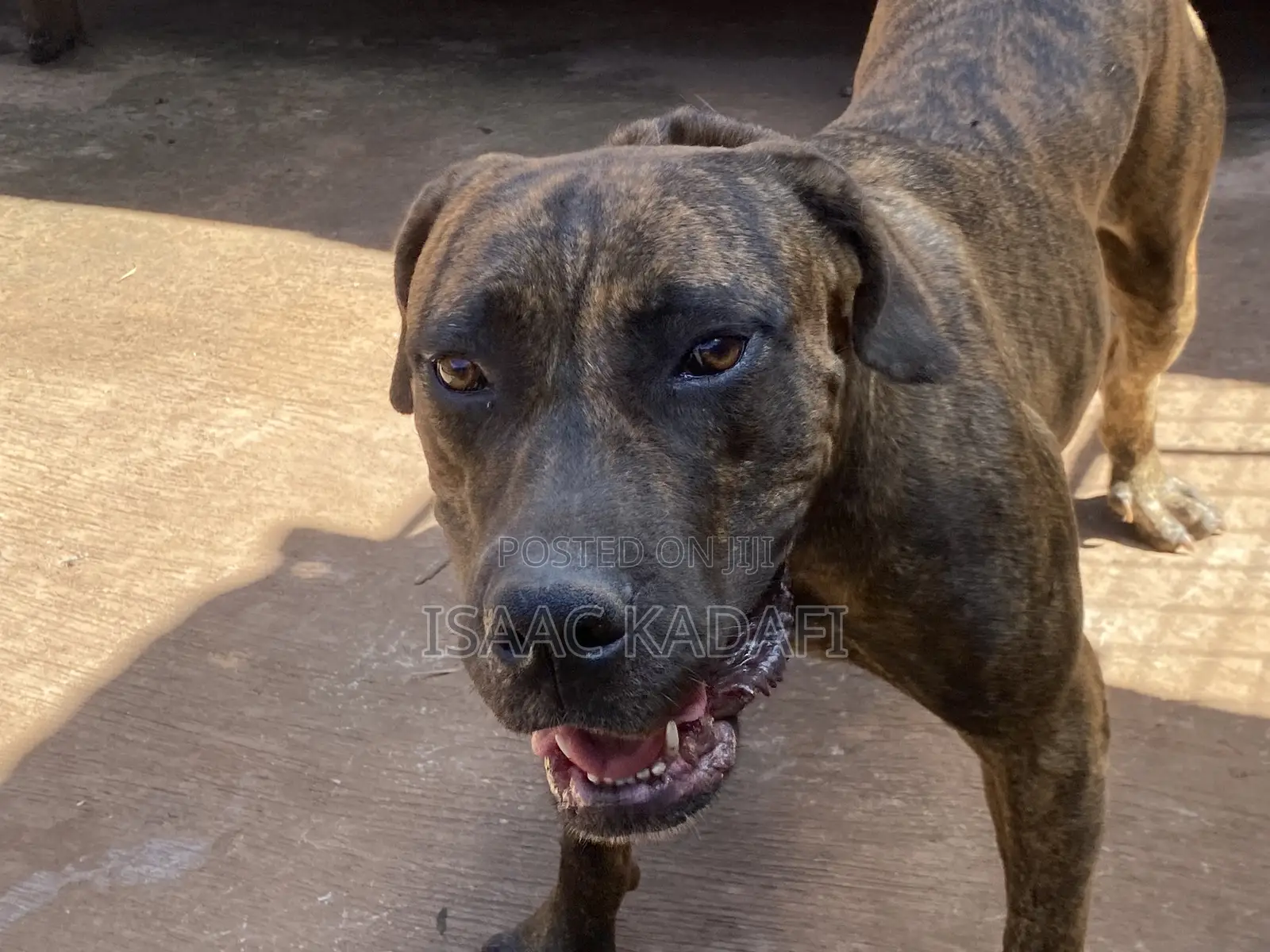 1+ year Female Purebred Boerboel