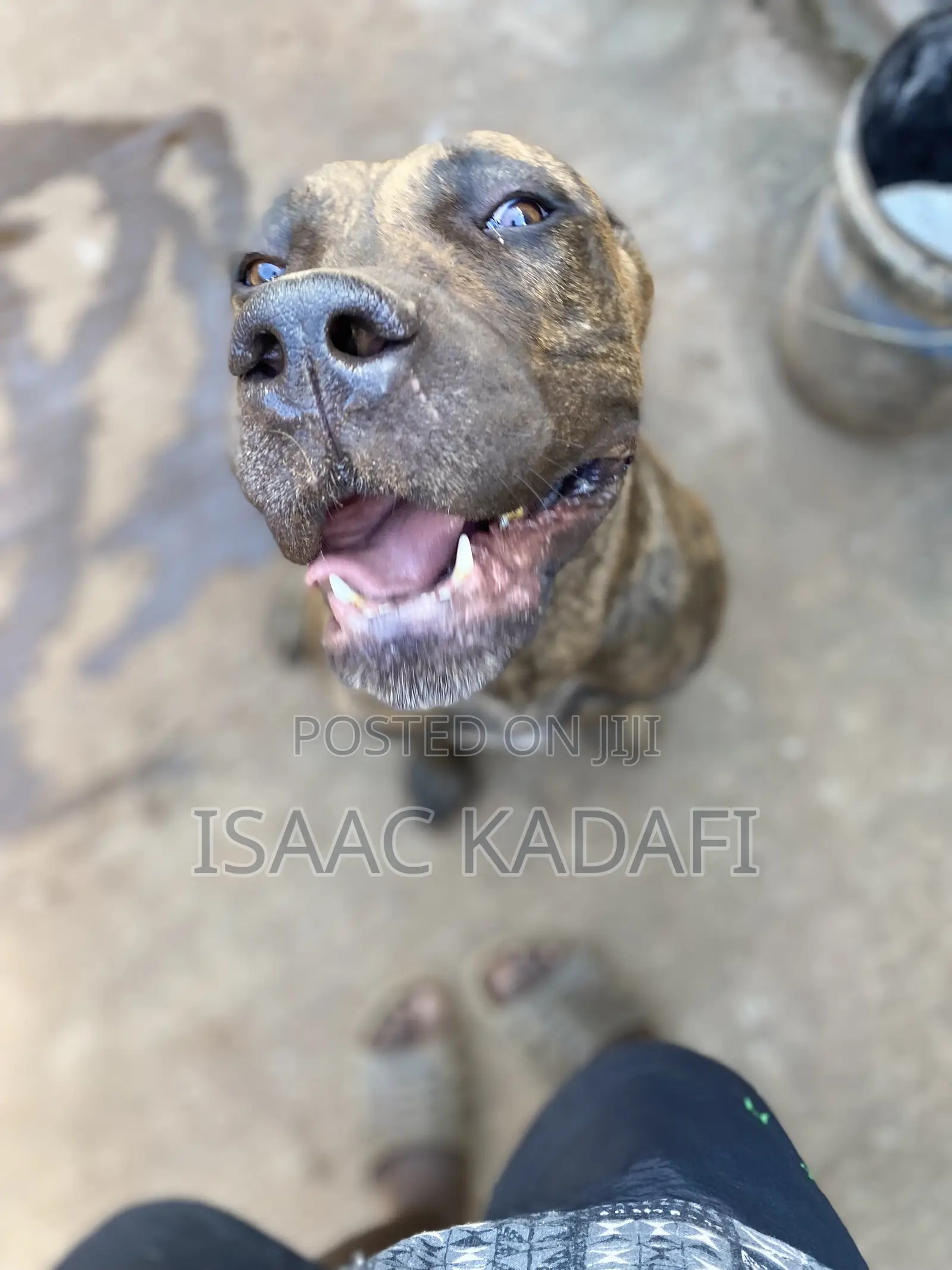 1+ year Female Purebred Boerboel