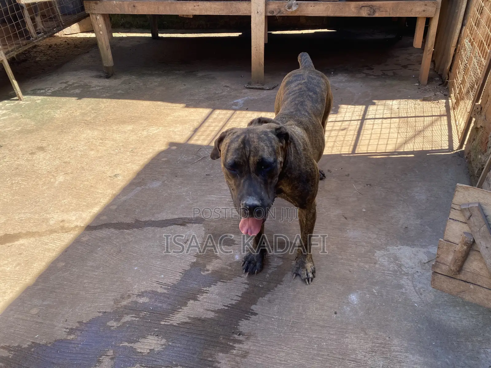 1+ year Female Purebred Boerboel