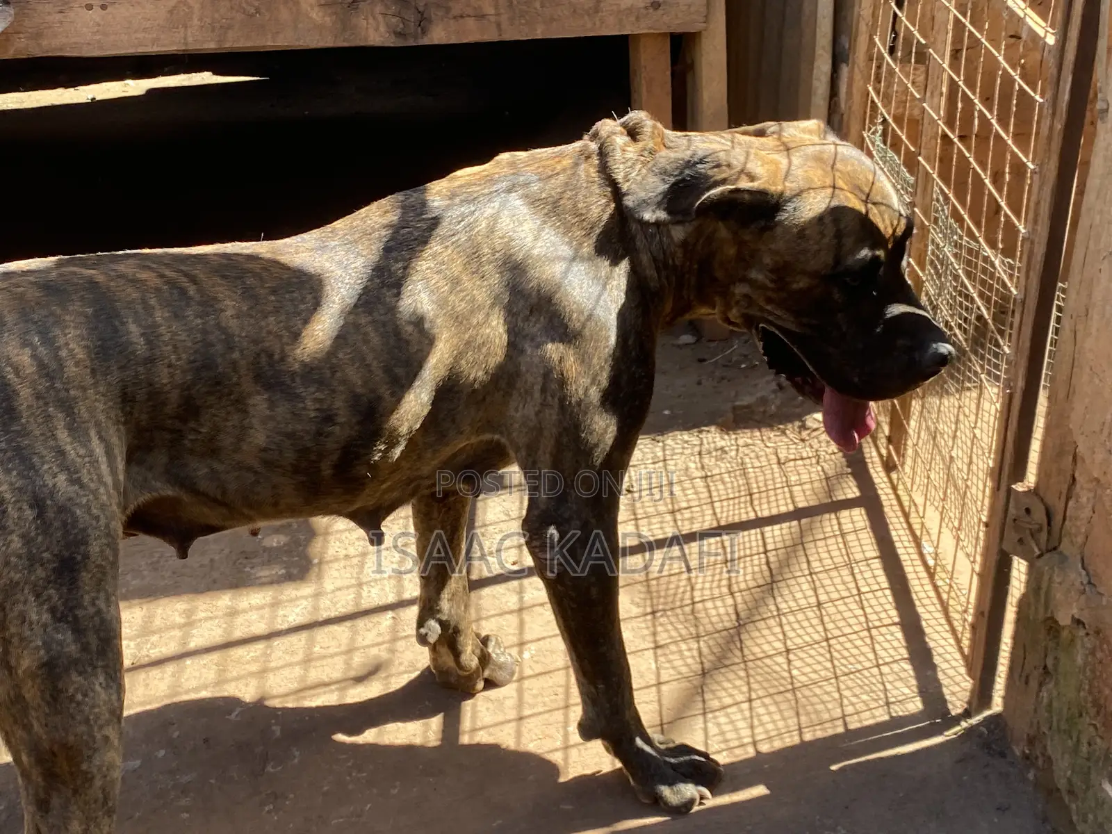 1+ year Female Purebred Boerboel