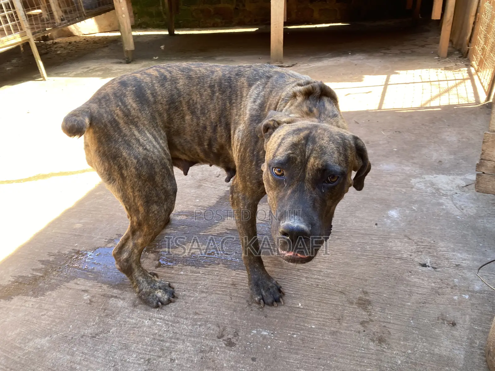 1+ year Female Purebred Boerboel