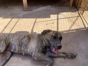1+ year Female Purebred Boerboel