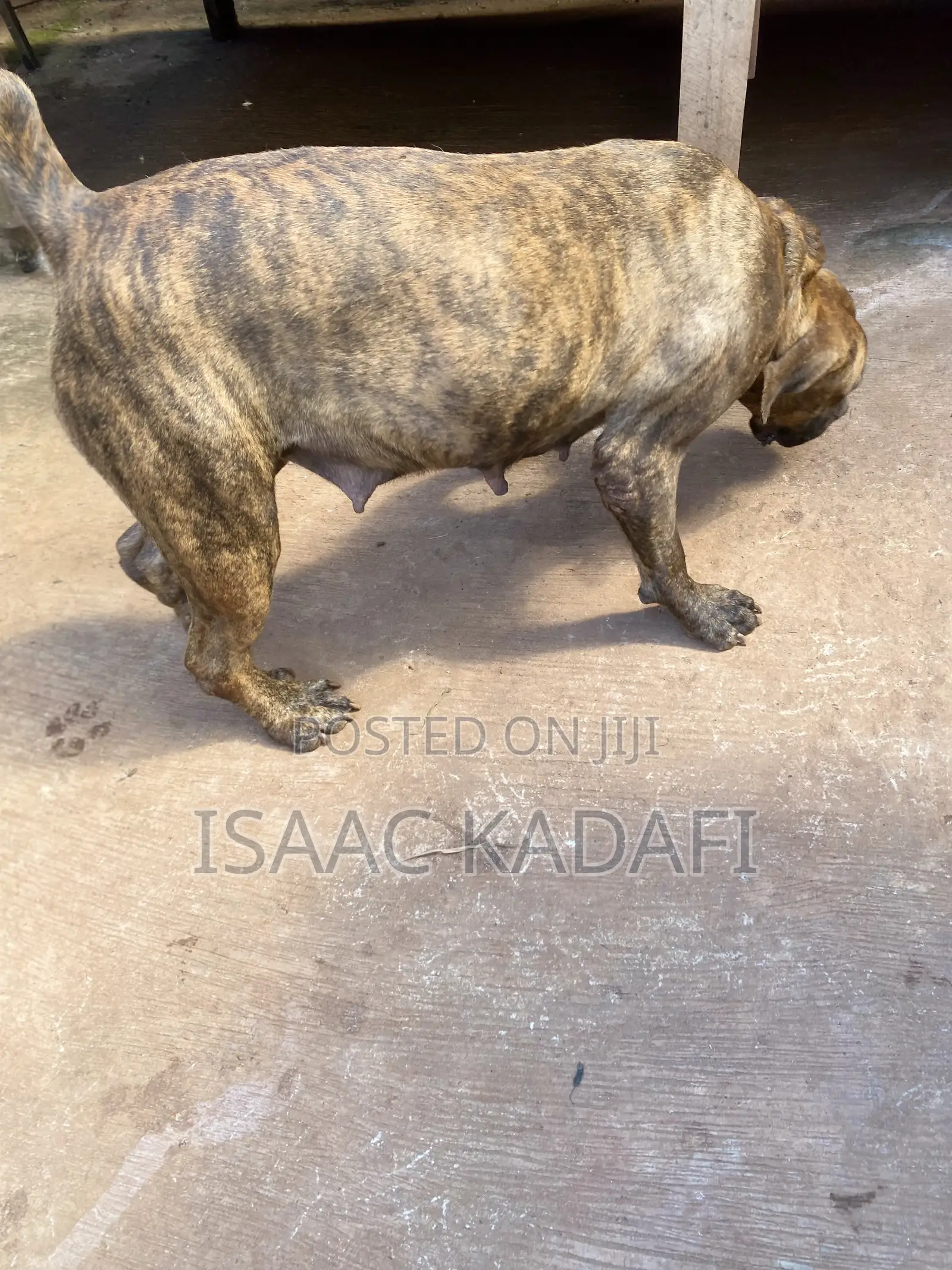 1+ year Female Purebred Boerboel