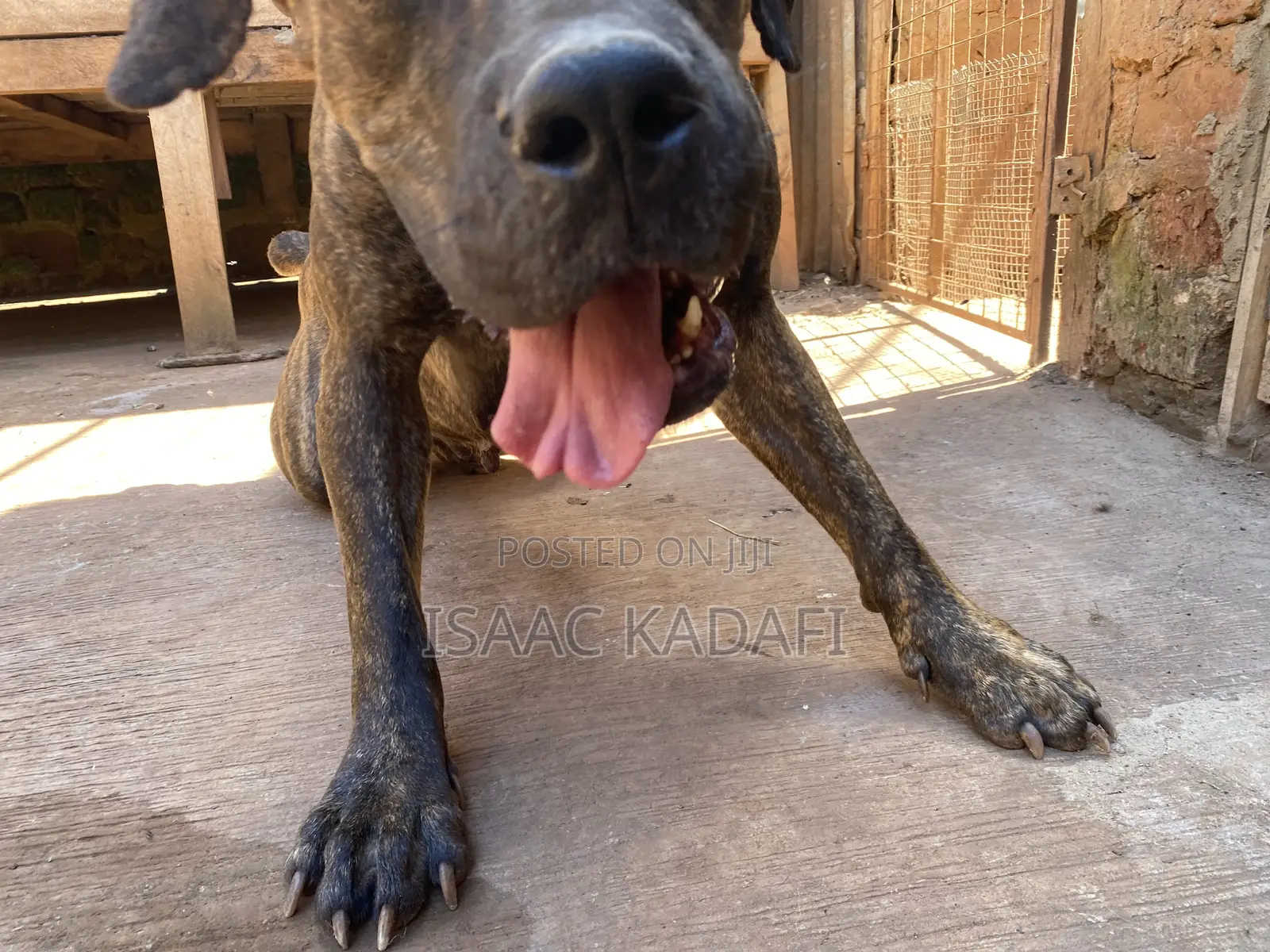 1+ year Female Purebred Boerboel