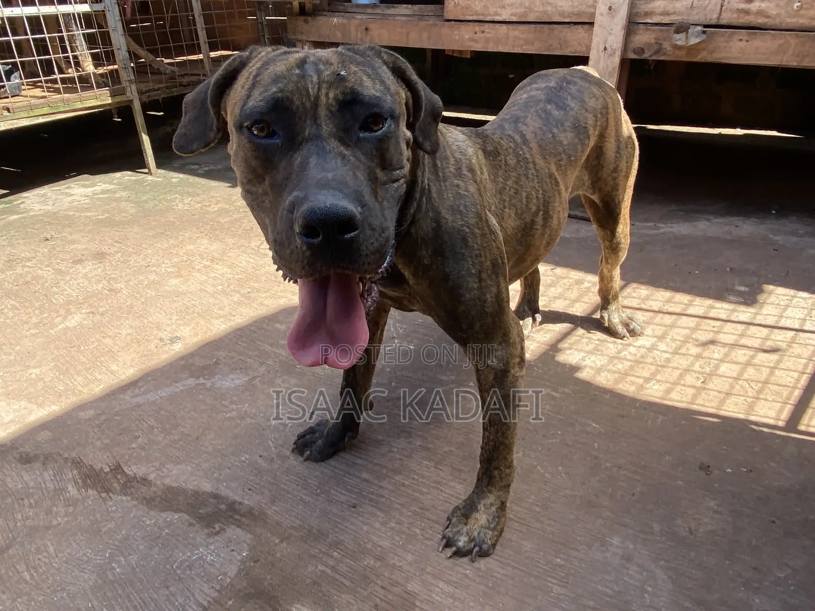 1+ year Female Purebred Boerboel