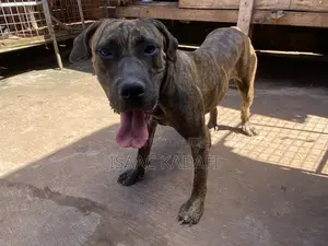 1+ year Female Purebred Boerboel