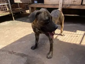 1+ year Female Purebred Boerboel