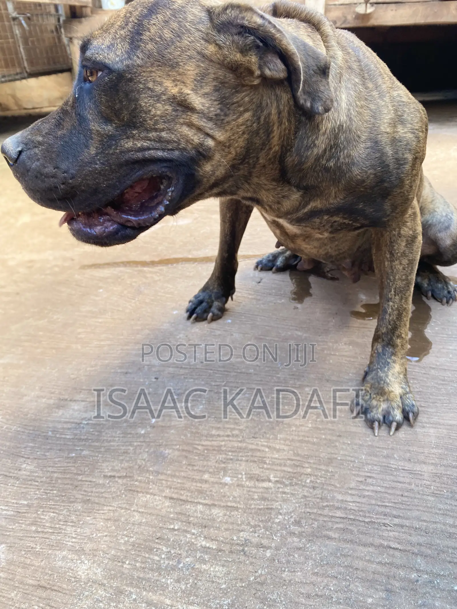 1+ year Female Purebred Boerboel