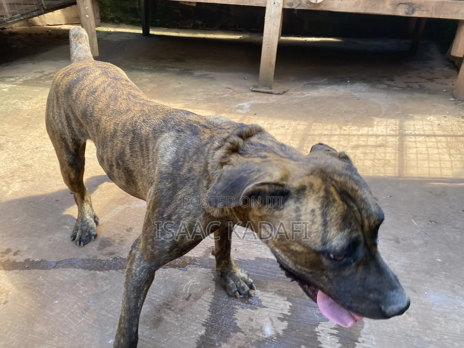 1+ year Female Purebred Boerboel