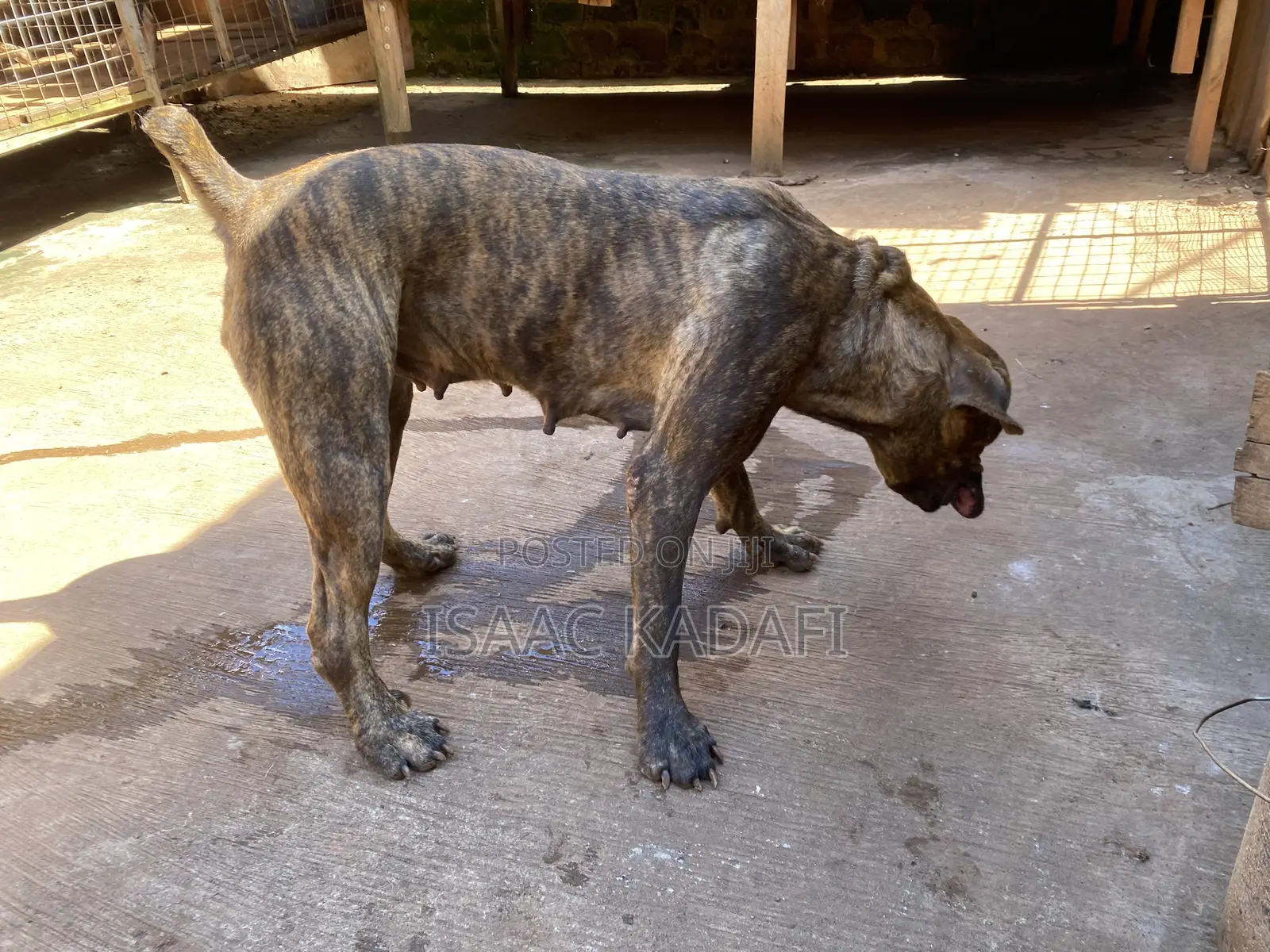 1+ year Female Purebred Boerboel