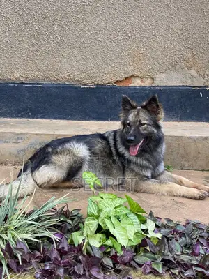 1-3 months Male Purebred German Shepherd