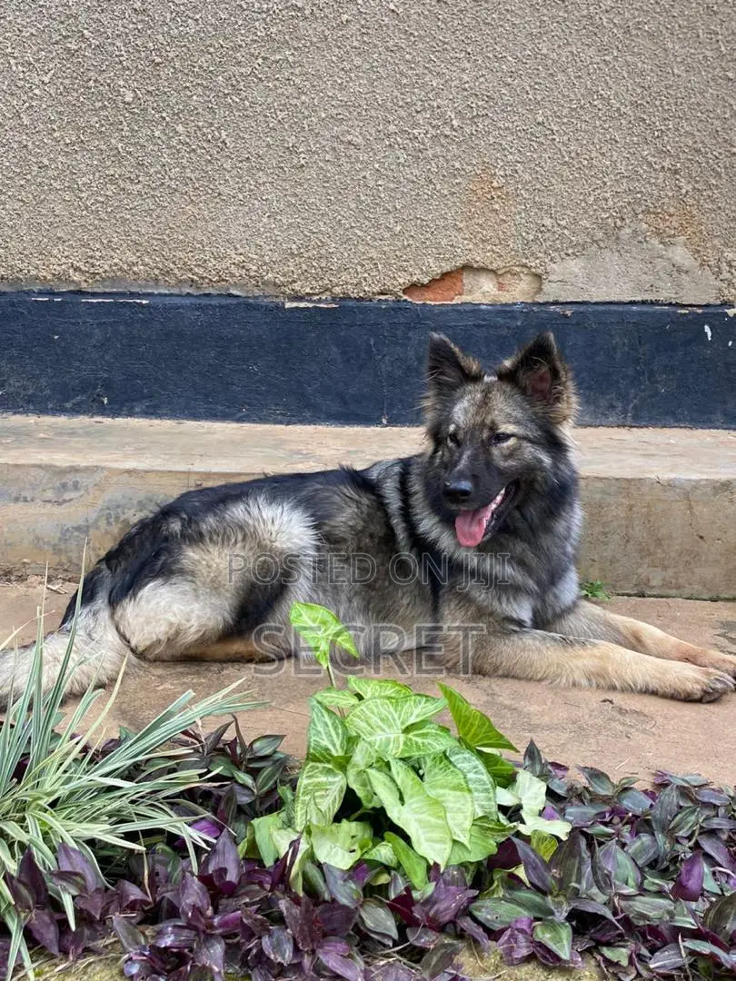 1-3 months Male Purebred German Shepherd