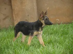 1-3 months Male Purebred German Shepherd