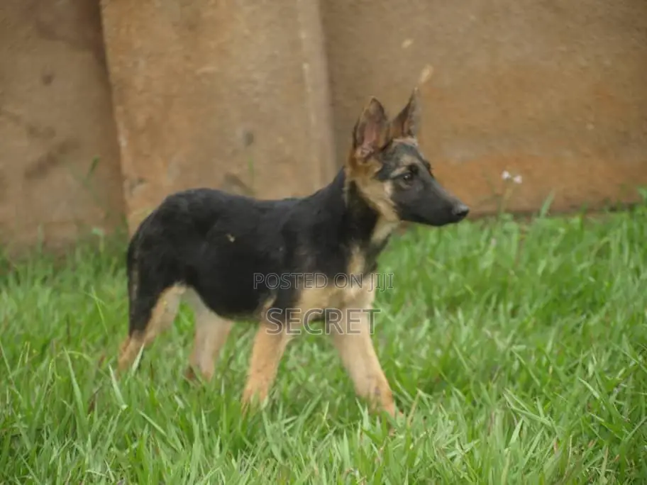 1-3 months Male Purebred German Shepherd
