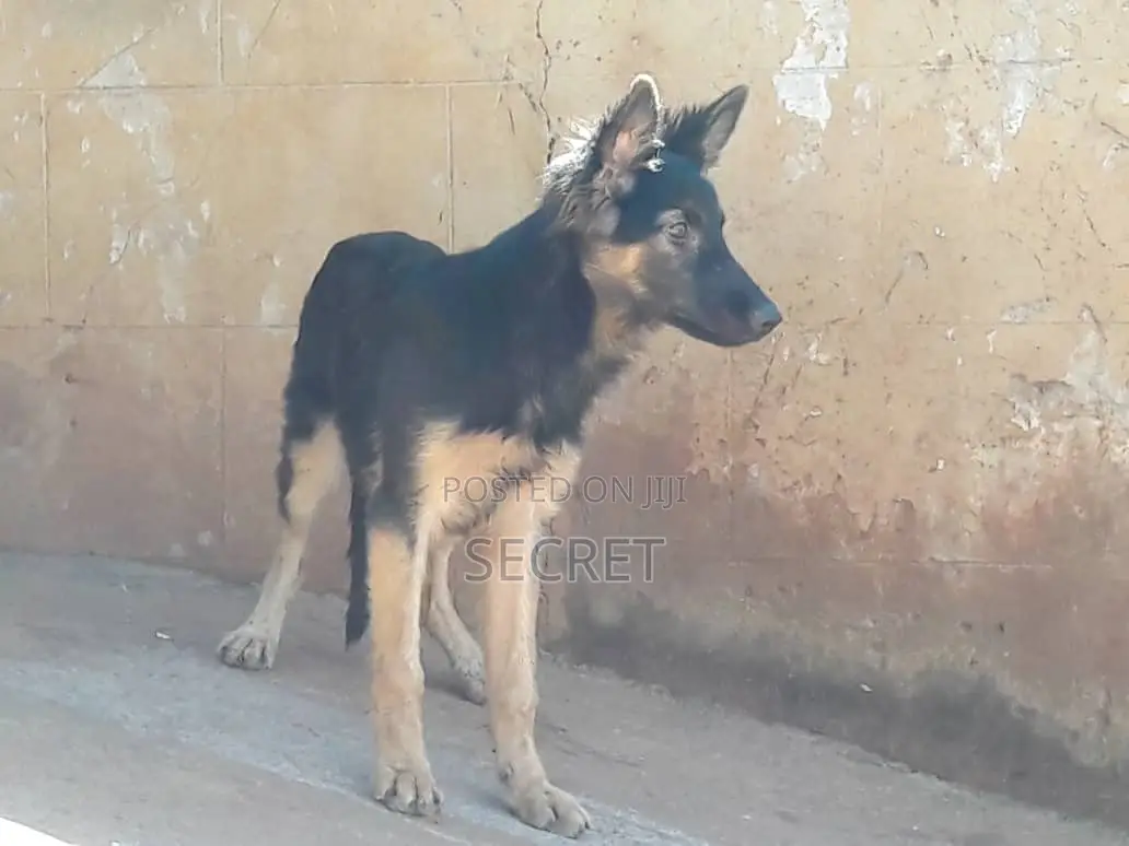 1-3 months Male Purebred German Shepherd